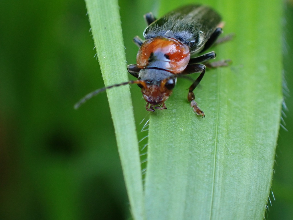 Cantharis from Nocé on May 27, 2023 at 1039 AM by fhingue · iNaturalist