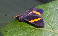 Panara soana