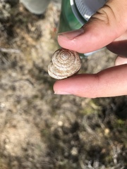 Oreohelix