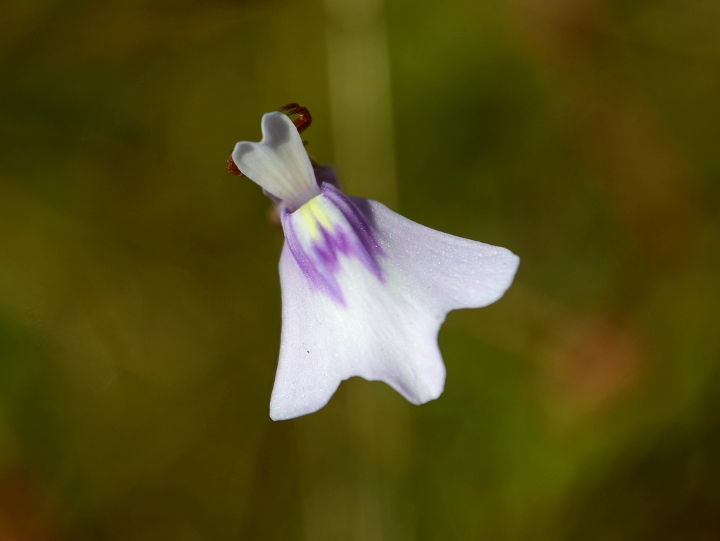 Utricularia kenneallyi P.Taylor