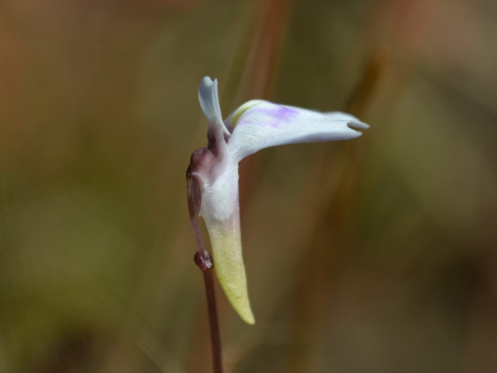 Utricularia kenneallyi P.Taylor 2