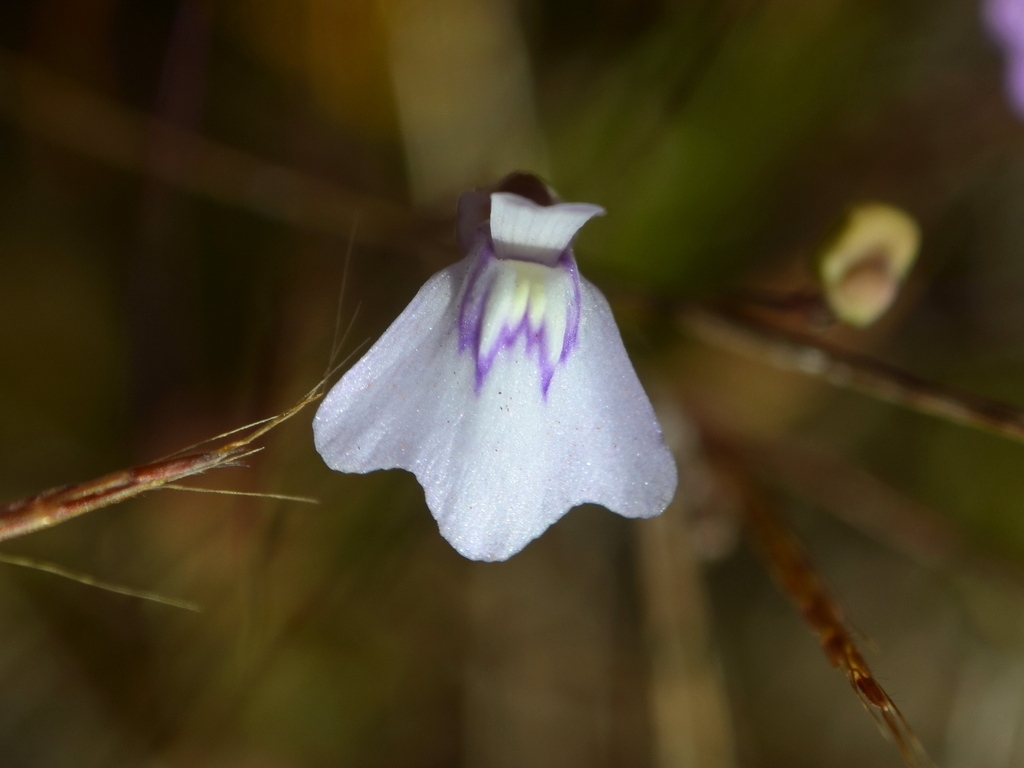 Utricularia kenneallyi P.Taylor 3