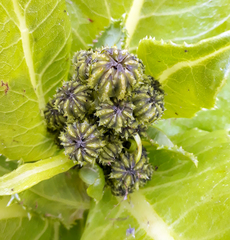 Sonchus grandifolius