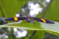 Panara soana