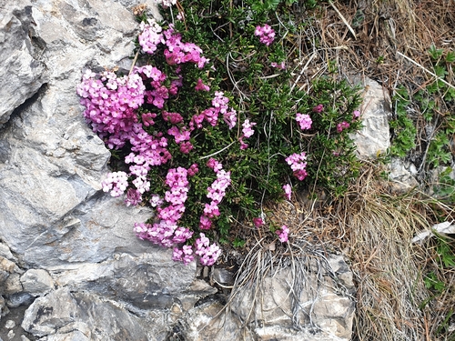 Rock mezereon (Daphne petraea)