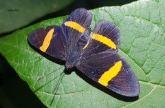 Panara soana