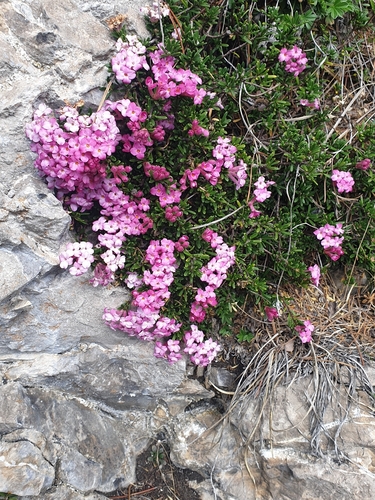 Image of Daphne petraea by no rights reserved