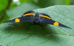 Panara soana