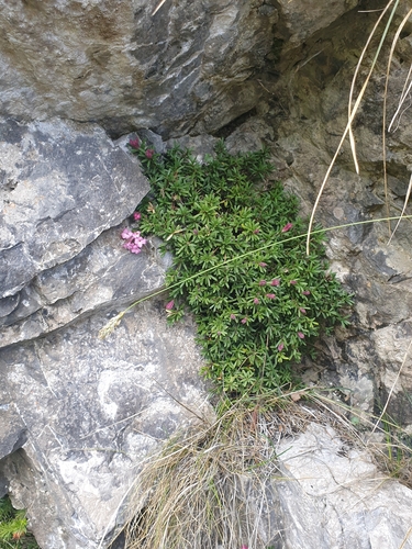 Image of Daphne petraea by no rights reserved