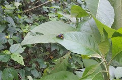 Panara soana