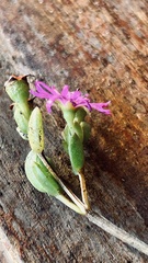 Ruschia leptocalyx (Ruschia leptocalyx)