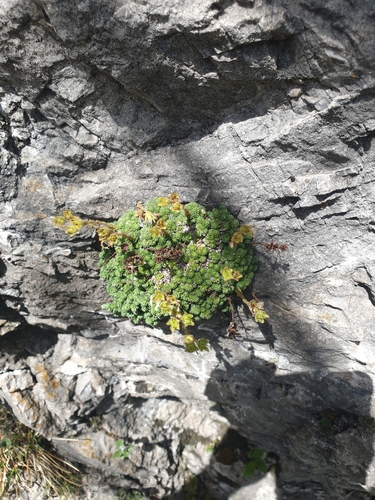 Image of Tombea-Steinbrech (Saxifraga tombeanensis) by no rights reserved