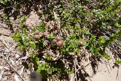 Kunzea pomifera