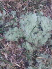 Cladonia evansii