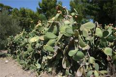 Opuntia ficus-indica