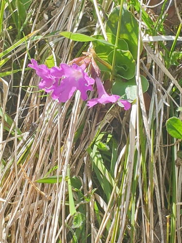 Primula spectabilis, photograph 5