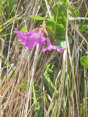 Primula spectabilis, photograph author not stated, no rights reserved