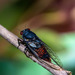 Typical Cicadas - Photo (c) david emery, some rights reserved (CC BY-NC), uploaded by david emery