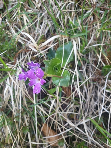 Primula spectabilis, photograph 4
