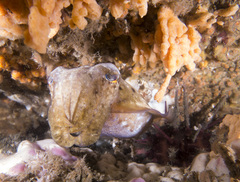 Sepia mestus