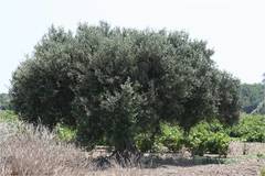 Olea europaea