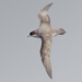 Grey Petrel - Photo (c) JJ Harrison, some rights reserved (CC BY-SA)