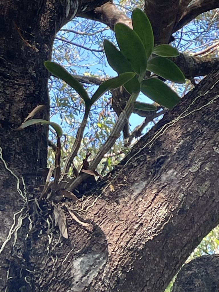 Golden Orchid in May 2023 by lilniblets1 · iNaturalist