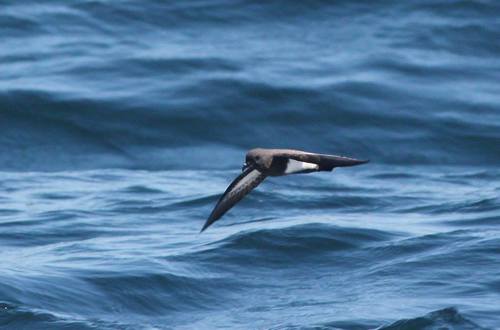 Black-bellied Storm-petrel