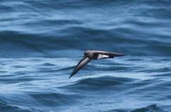 Black-Bellied Storm-Petrel photo 3