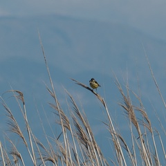Motacilla flava feldegg
