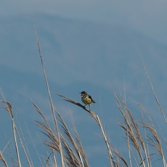 Motacilla flava feldegg