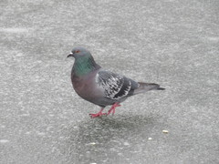 Columba livia domestica