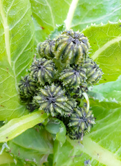 Sonchus grandifolius