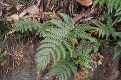 Dryopteris erythrosora