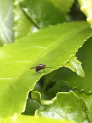 Poecilohetaerella dubiosa