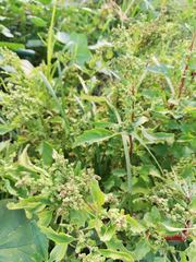 Chenopodiastrum murale