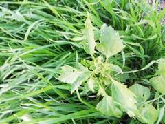 Chenopodiastrum murale