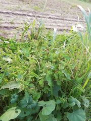 Chenopodiastrum murale