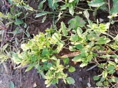 Chenopodiastrum murale