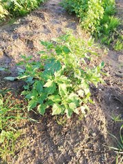 Chenopodiastrum murale