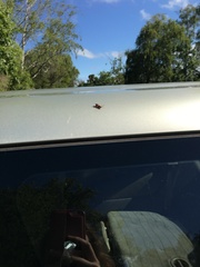 Priocnemis conformis