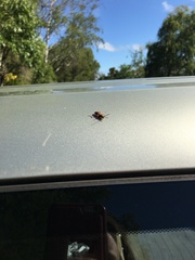 Priocnemis conformis