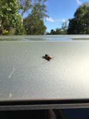 Priocnemis conformis