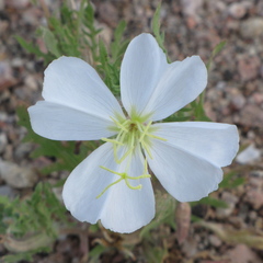 Oenothera albicaulis