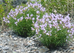 Penstemon lyallii