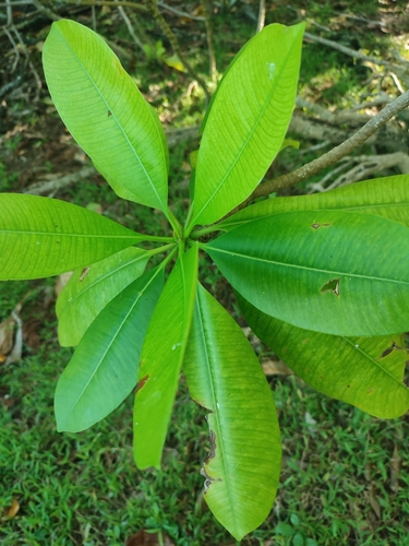 Image of Ochrosia oppositifolia by no rights reserved