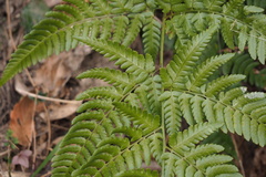 Dryopteris sacrosancta