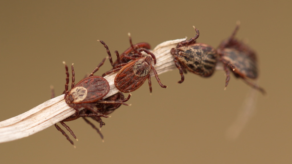 Ornate Cow Tick