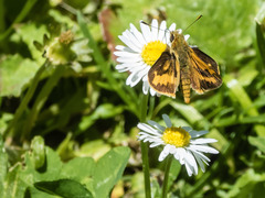 Ocybadistes walkeri sothis