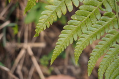 Dryopteris sacrosancta